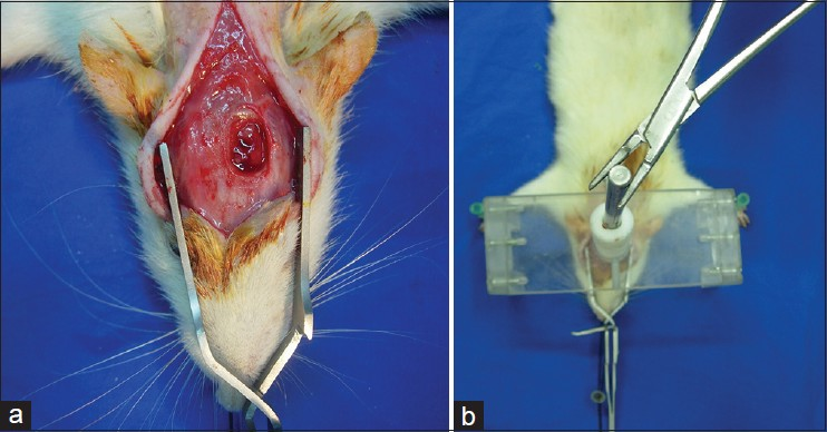 (a and b) Surgical incision and induction of head trauma